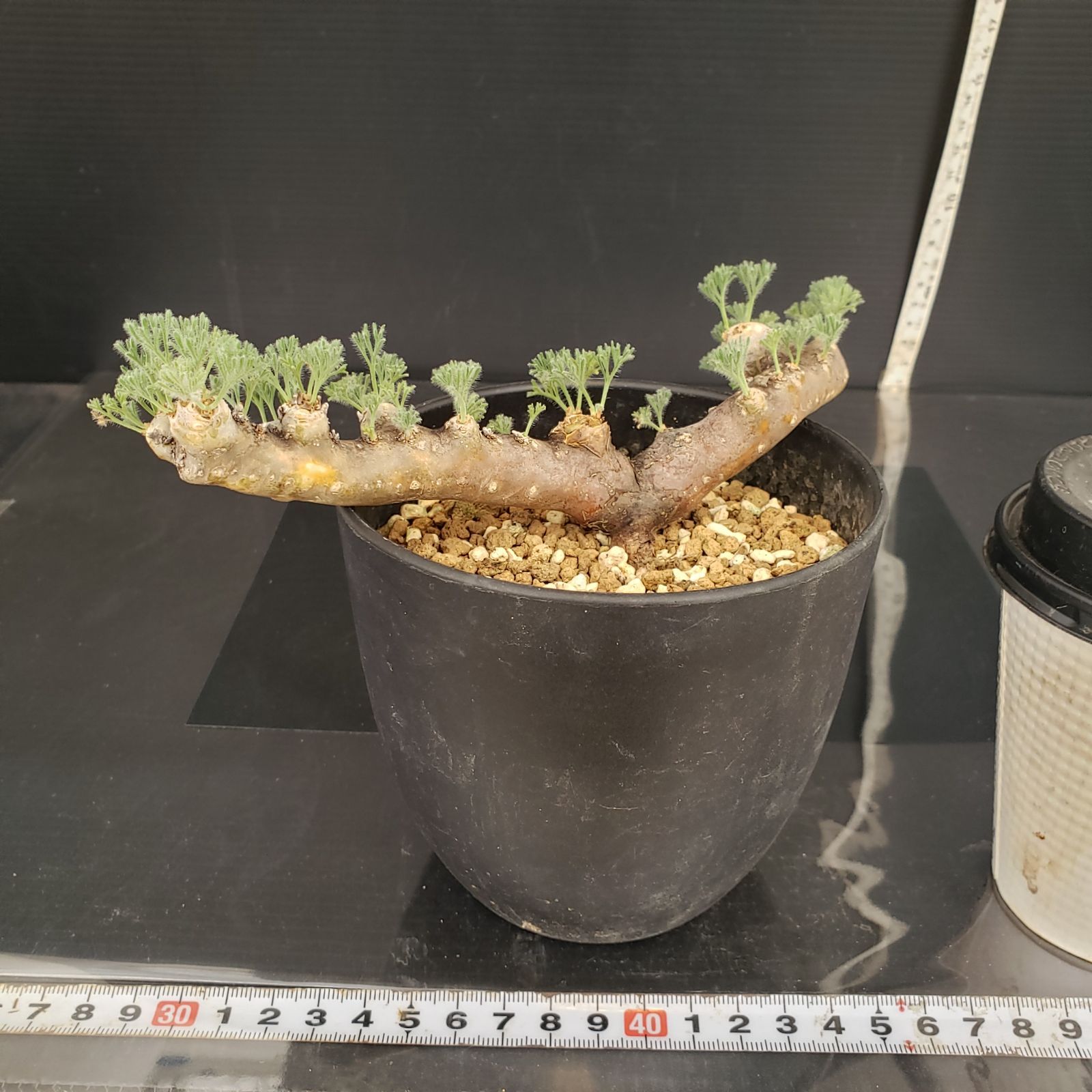 モンソニア ムルチフィダ 実生② 実生】モンソニア・ムルチフィダ