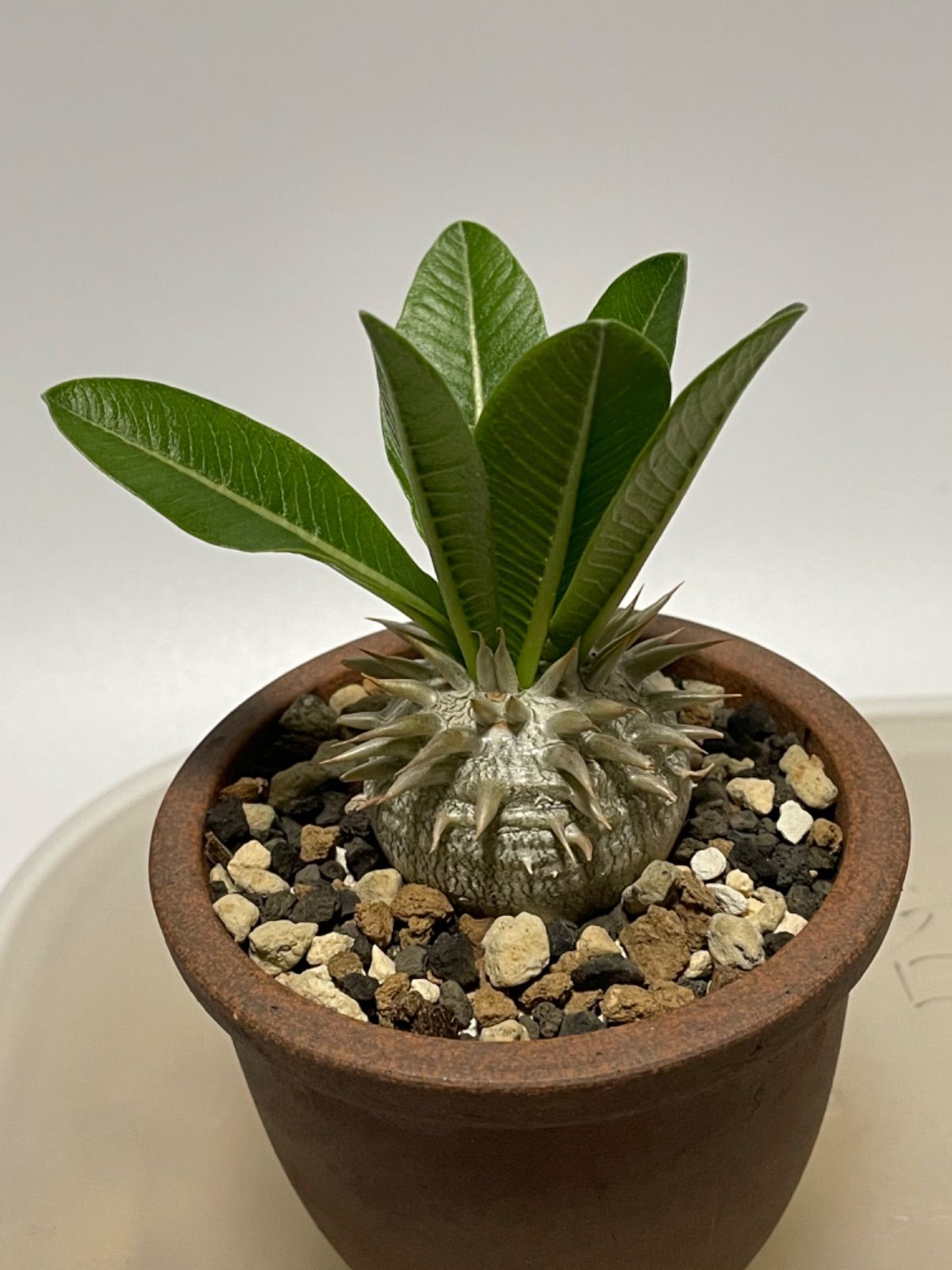 パキポディウム・伊藤ハイブリッド 12cm鉢 □カクタス長田