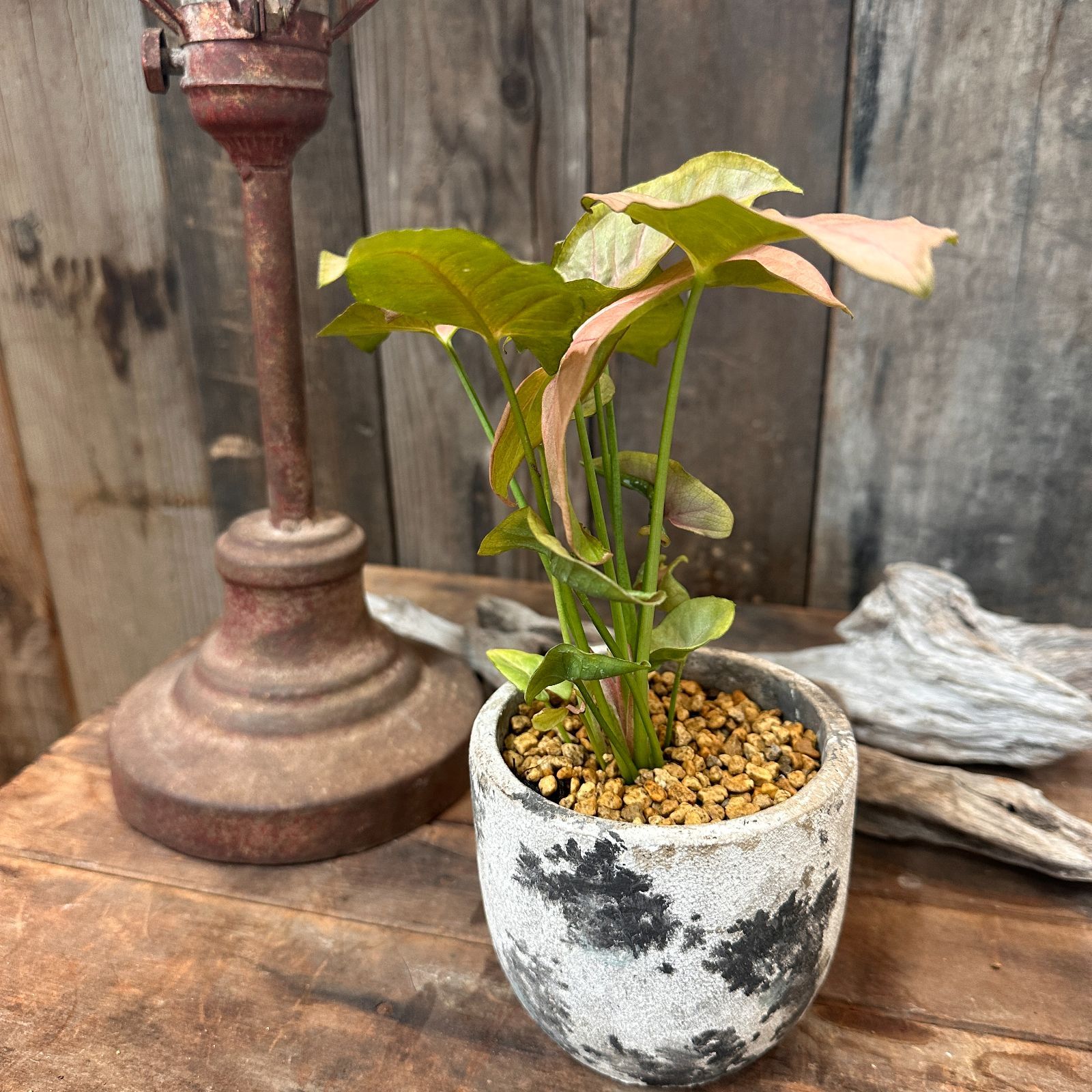 観葉植物　シンゴニウム　ネオン　インテリアグリーン　A26