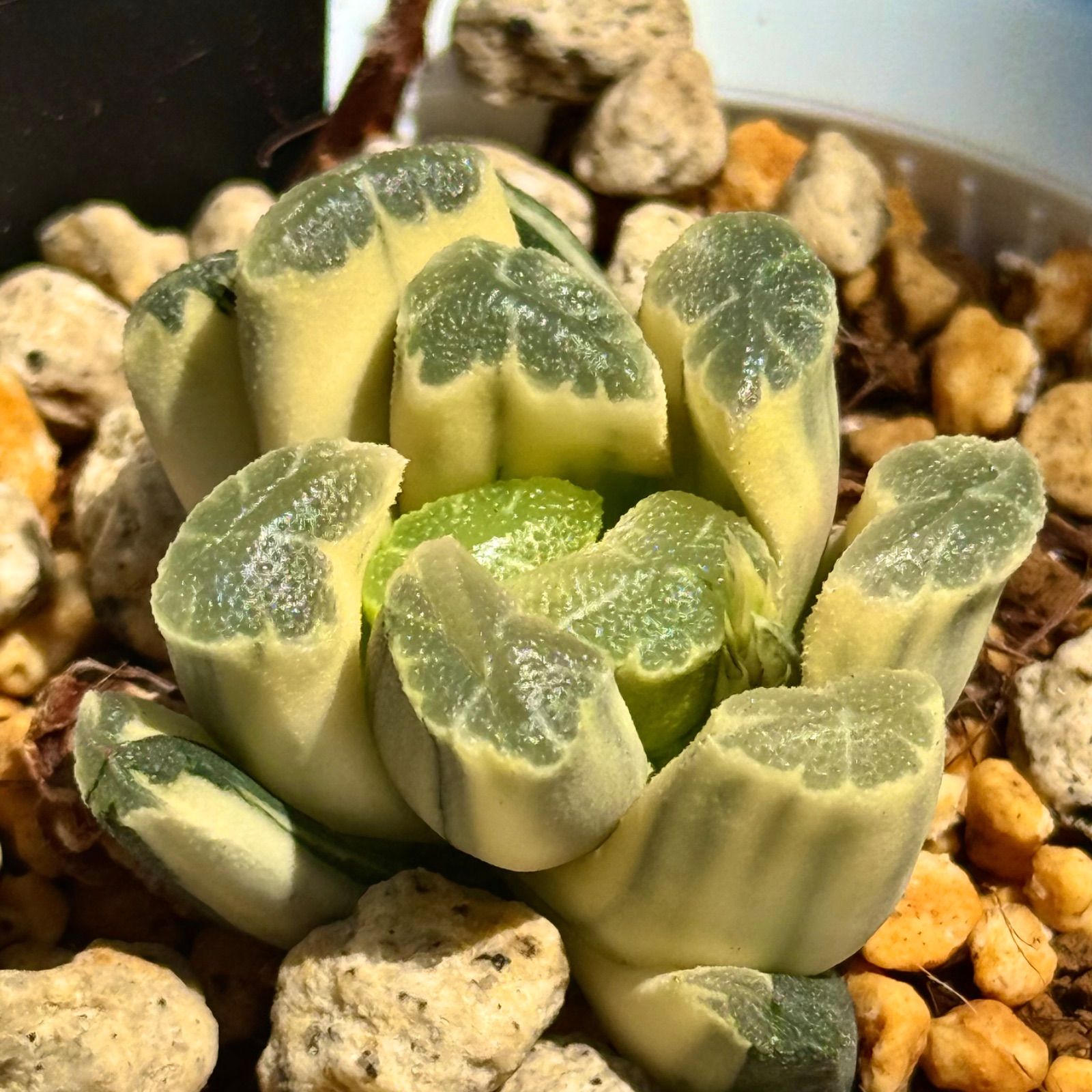万象錦
