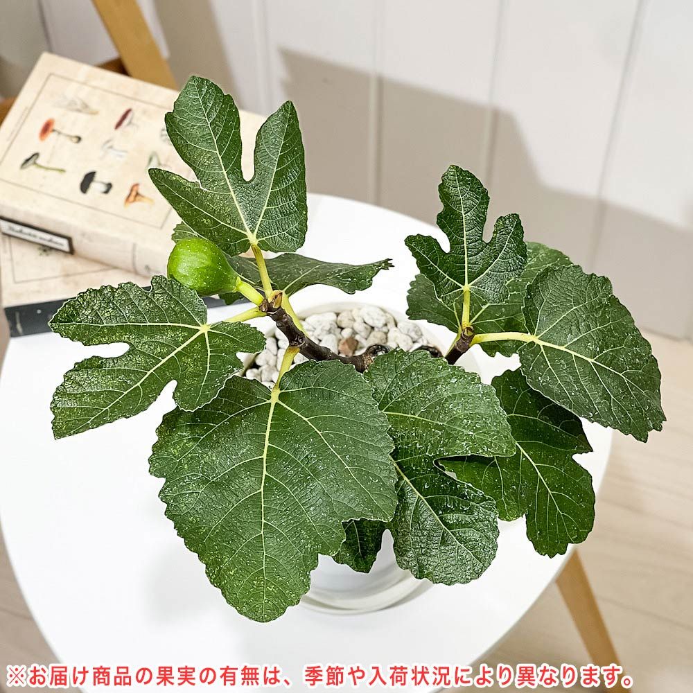 PLANCHU 果樹 イチジク ゼブラスイート 5号鉢 Ficus carica cv. フィカス 果樹苗 苗 レア品種 メルカリ