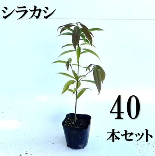 40本セット シラカシ樹高0.3m前後10.5cmポット