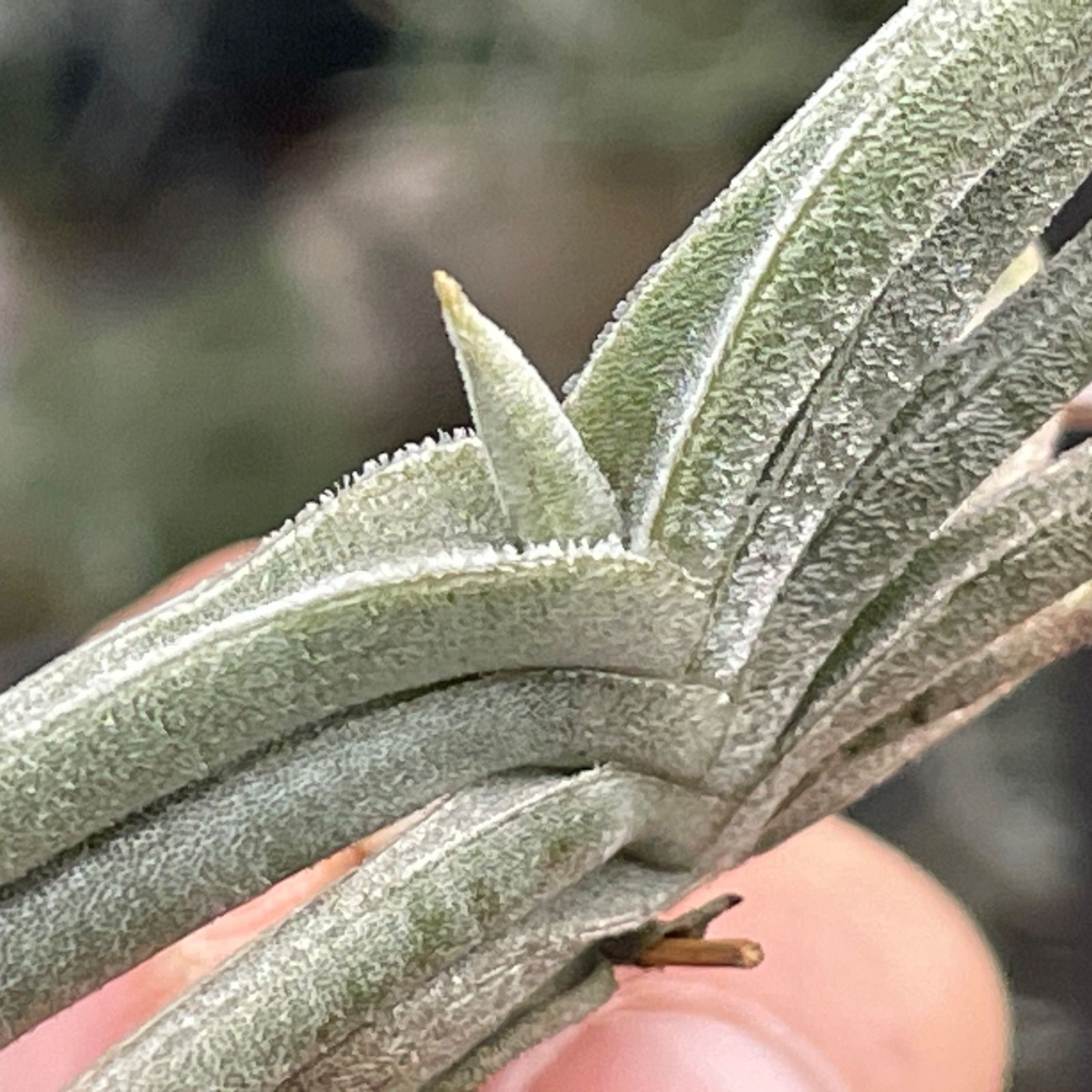 HR＊チランジア ギリエシー マイオール Tillandsia gilliesii fa