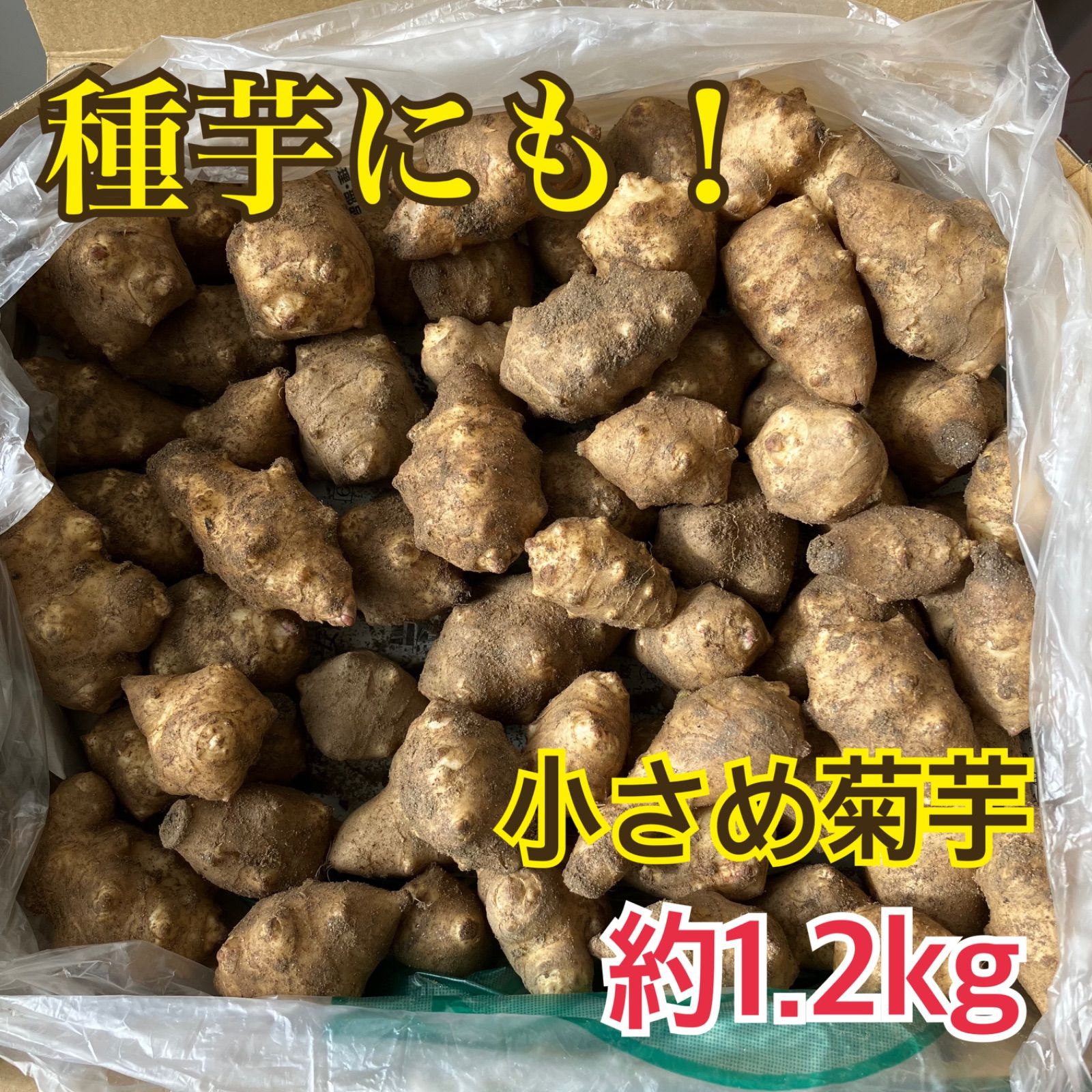 自然農栽培のヤーコン １．２ｋｇ 優先配送 - 野菜