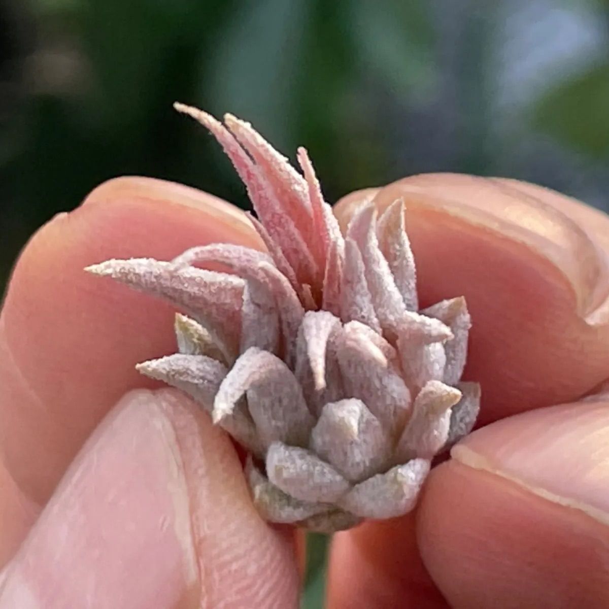 チランジア イオナンタ ディファレンテT.ionantha Differente - メルカリ