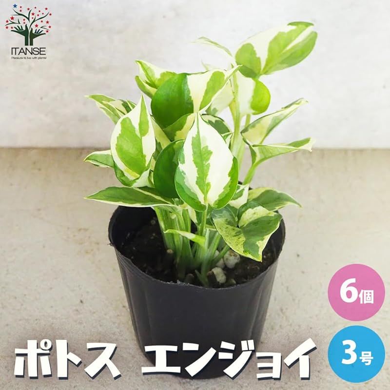 ITANSE ポトス エンジョイ 3号 6個セット 品種で選べる観葉植物 学名 Epipremnum aureum N Joy サトイモ科エピプレムヌム属 非耐寒性常緑つる性多年草 原産地 ソロモン諸島 別名 ゴールデンポトス 黄金カズラ オウゴ