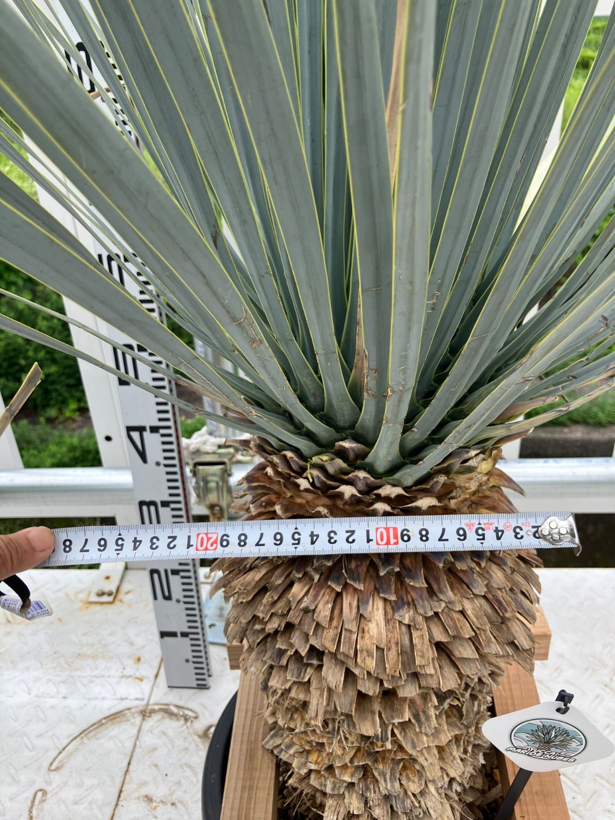 マルデヌベスver.リギダ ハイブリッドユッカマルデヌベスver.リギダ