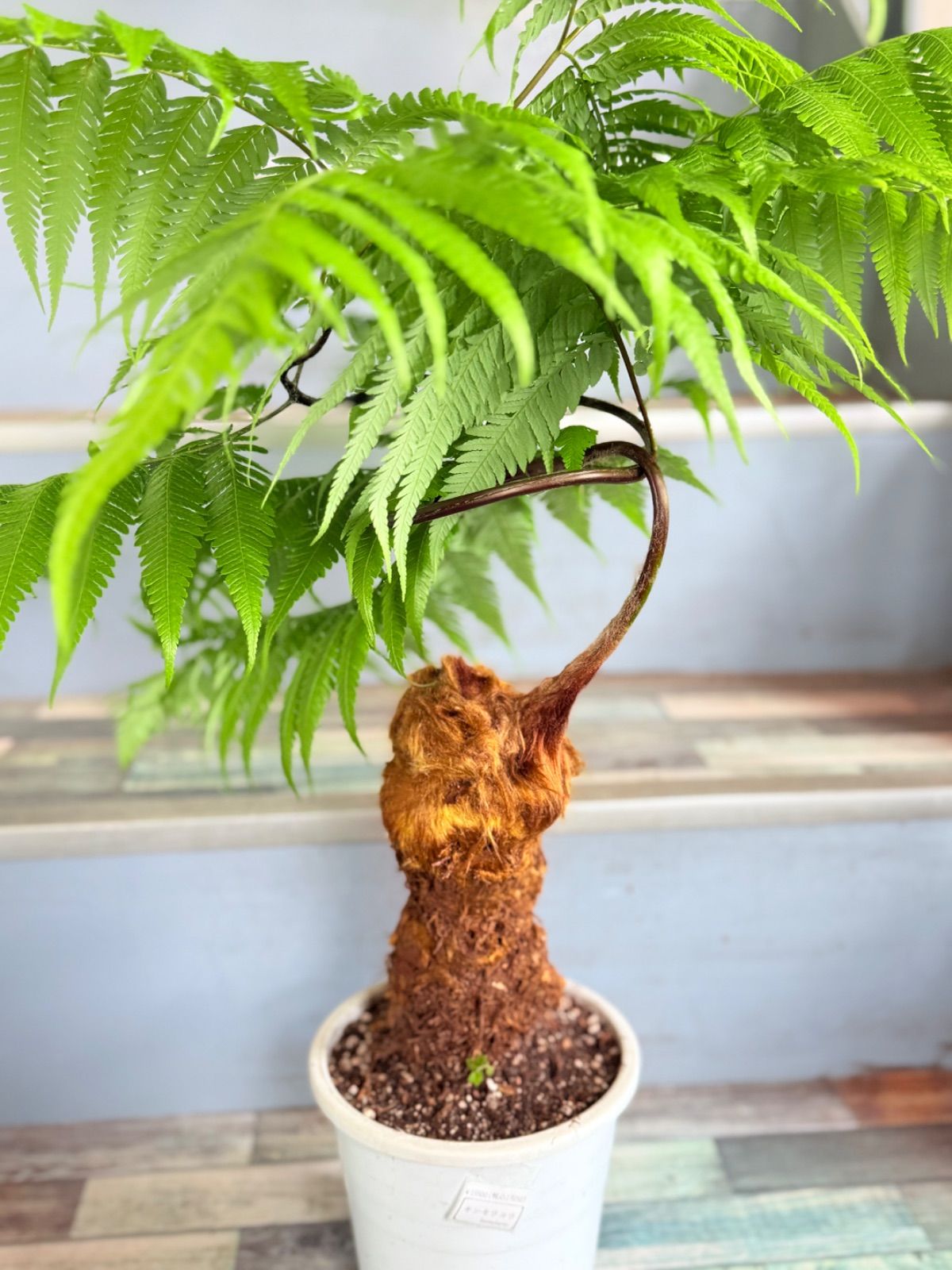 【現品】金毛狗（キンモウコウ）（大）　4号　白角鉢　（1） 現品】金毛狗（キンモウコウ）（大） 4号 白角鉢 （1） 現品