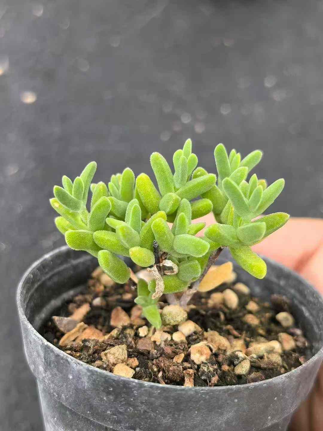 32鉢の土鉢付きセット メセンの一種 ドロサンセマム 多肉植物 佐川急便発送 エケベリア 韓国苗 MY728