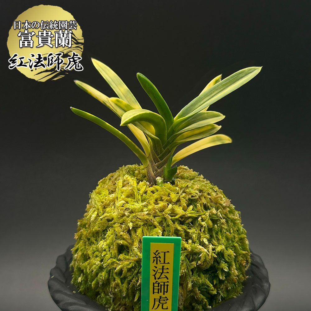 富貴蘭 風蘭 蘭 紅法師虎 ベニホウシトラ 2本立 現品 t535-e フウキラン フウラン