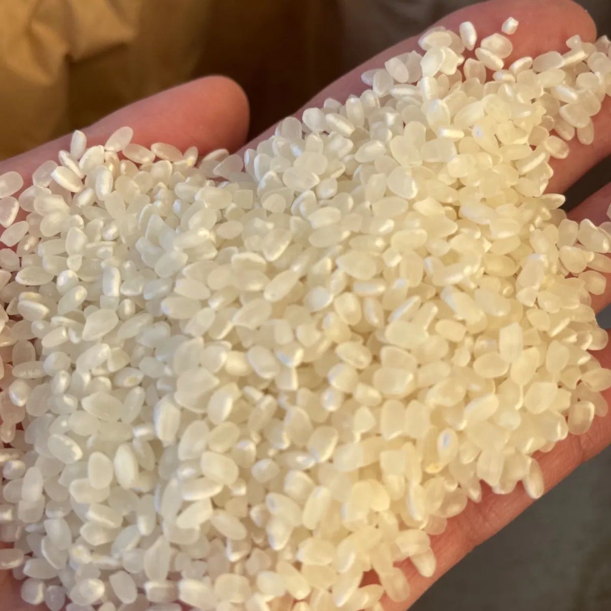 石川県産 新米コシヒカリ玄米30kg - メルカリ