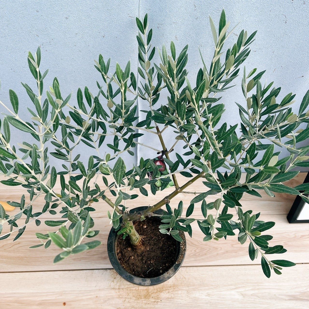 現品 オリーブの木 SOUJU 5号 ミッション 6 園芸ネット本店｜オリーブ