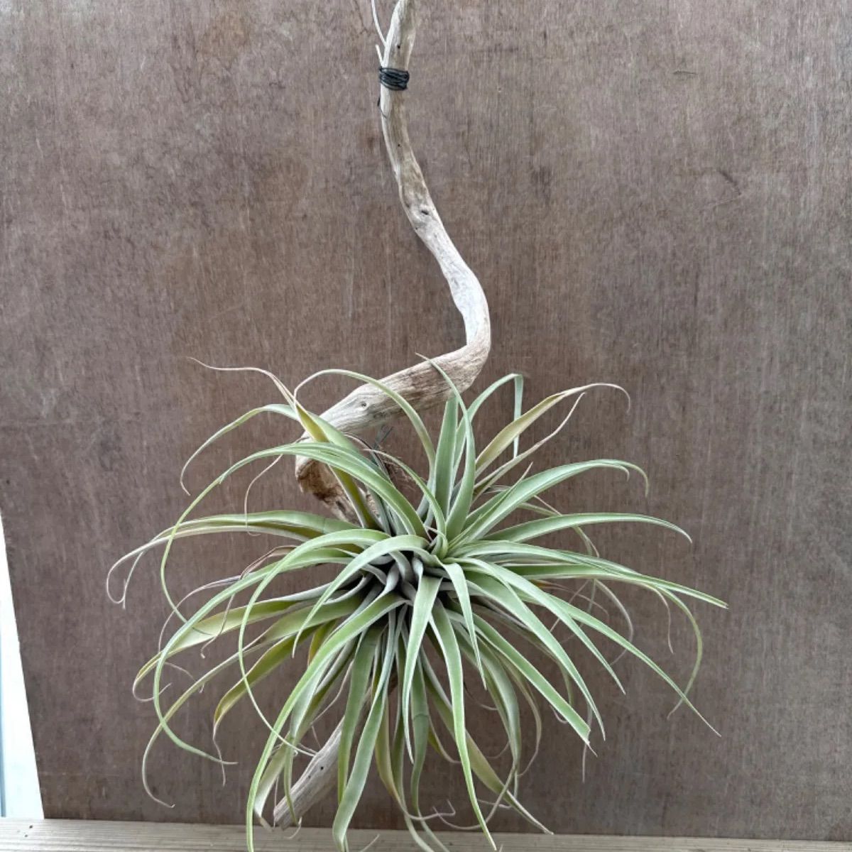 チランジア カピタータ 流木付け 現品 Tillandsia capitata ティランジア エアプランツ エアープランツ 観葉植物 観葉 植物  珍奇植物 珍奇 珍しい レア 希少 ハンギング 吊り下げ 吊るす インテリア プレゼント おしゃれ - メルカリ