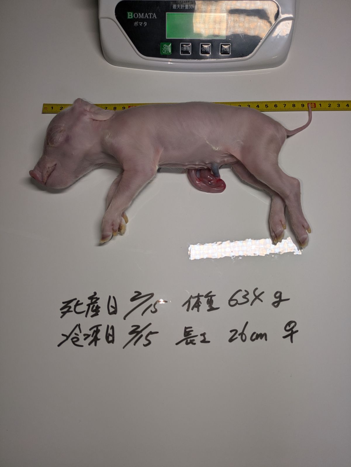 爬虫類用エサ冷凍子豚 養豚場直送 614g.498g.518g. 569g. 634g