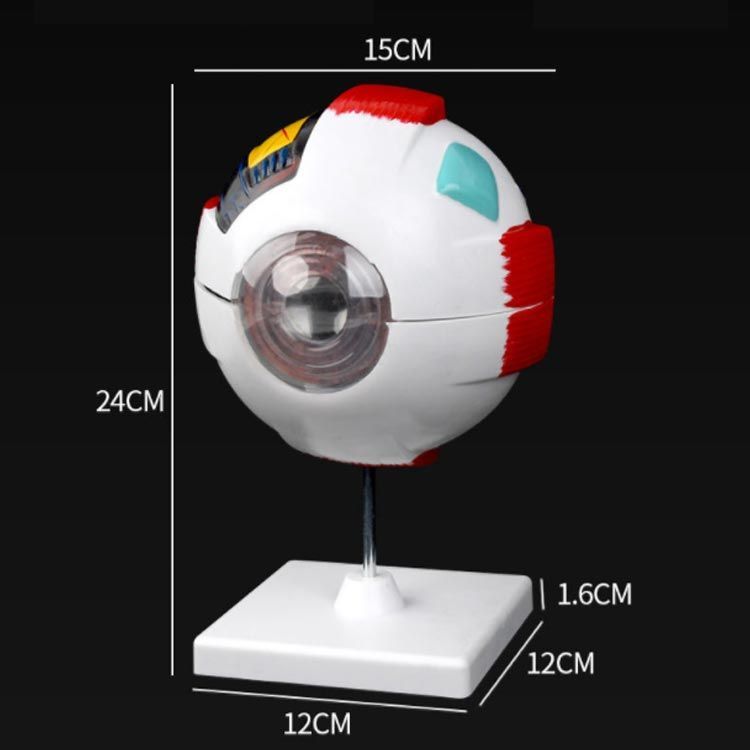 眼球 6倍拡大模型 目玉 眼球 目 眼 眼球モデル 人体模型 立体 解剖学