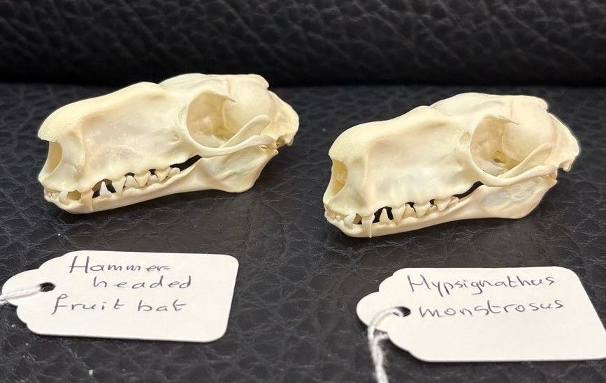 珍獣 ウマヅラコウモリ ♂ 頭骨 - メルカリ