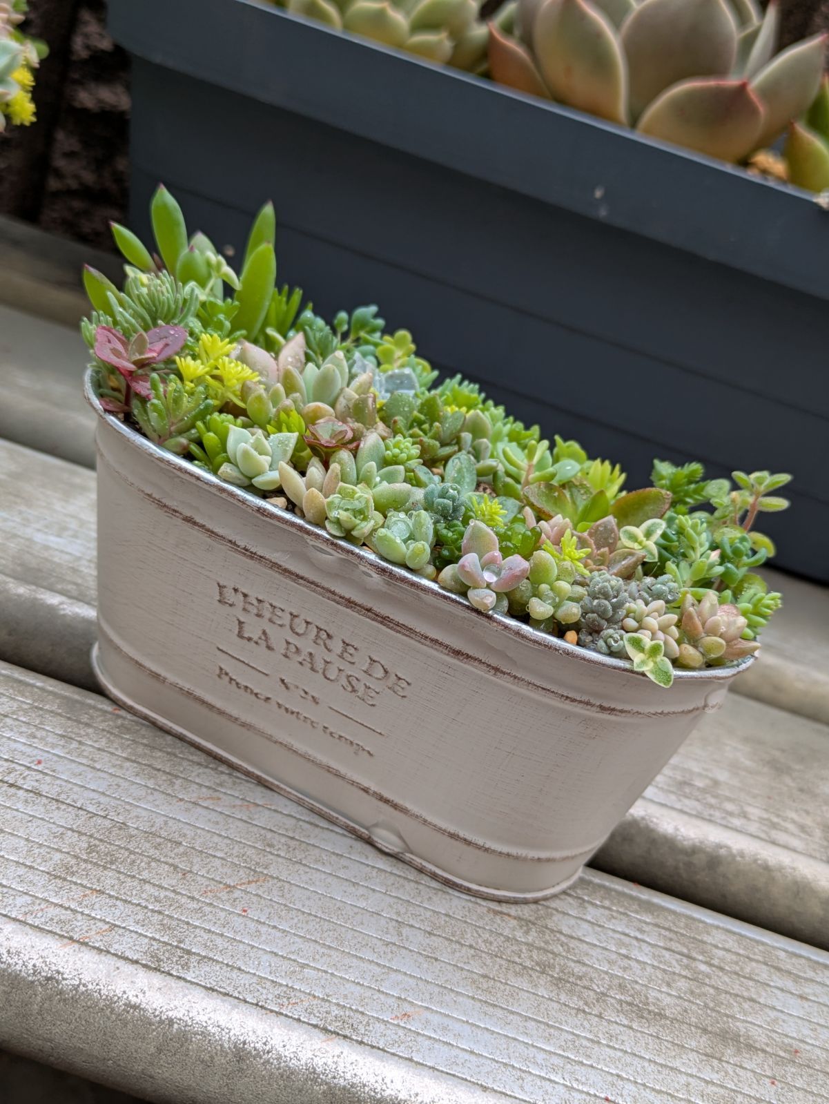 古株！我が家のモンスター♡ローラ 大きめカット苗 多肉植物 次回単品販売苗✨ #ローラ ローラって品の良い美しさだよね🤩w