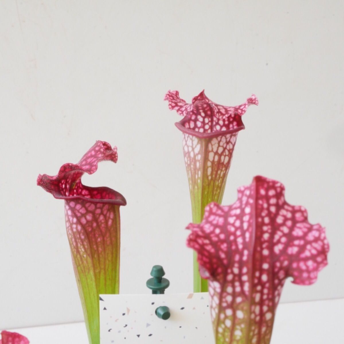 く*い様 食虫植物　サラセニア　ももいろといき く*い様 食虫植物 サラセニア ももいろといき ようこそ！サラセニアの