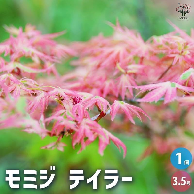 ♥ ＩＴＡＮＳＥ モミジ テイラー 3.5号 1個売り 品種で選べる花木苗 学名 Acer palmatum Taylor|ムクロジ科 旧カエデ科 カエデ属 耐寒性落葉高木|別名 もみじ 紅葉 0
