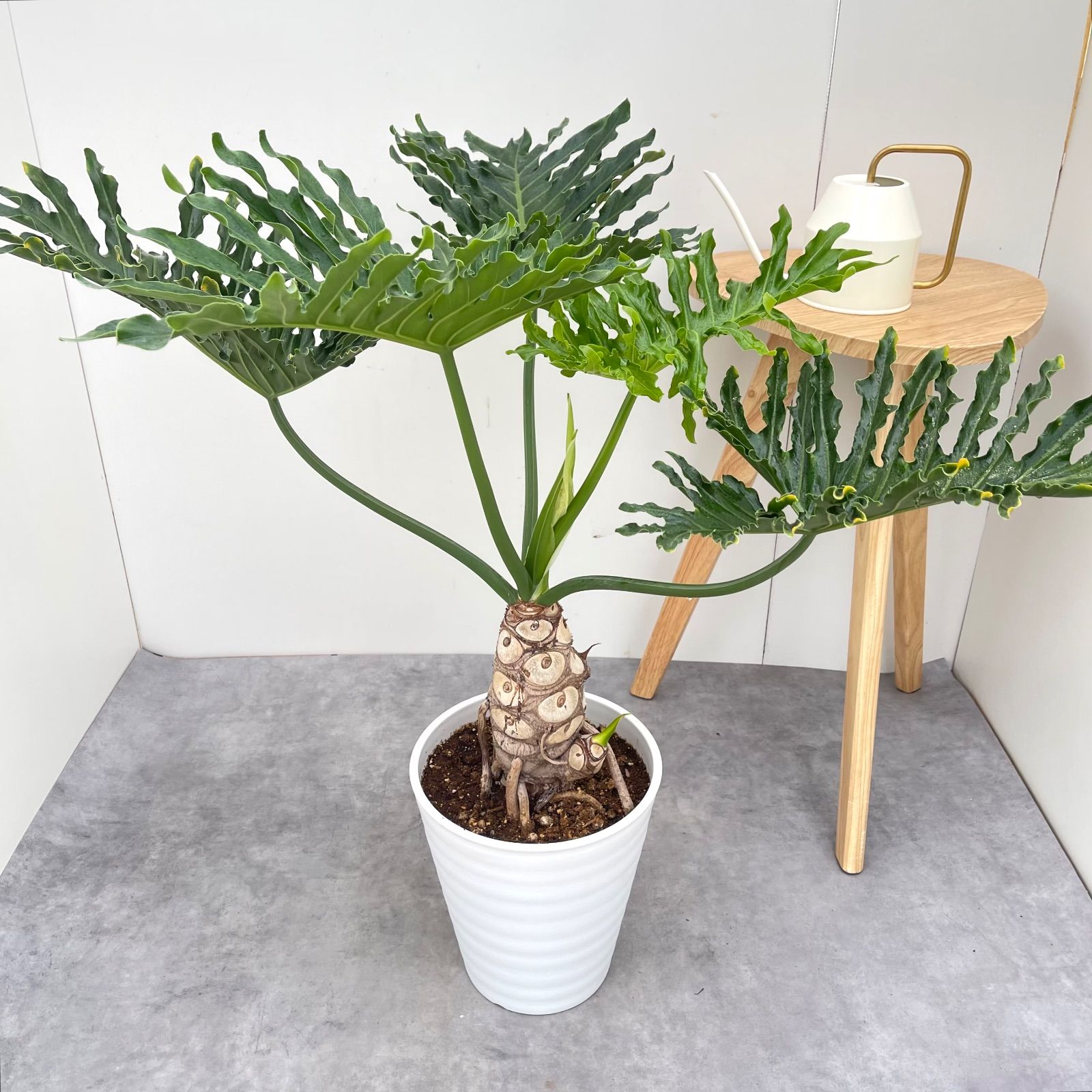 現品　フィロデンドロン　セローム　幹上がり　根上がり　2番　観葉植物　インテリア フィロデンドロン セローム 根上がり 6【現品】観葉植物 室内 大型