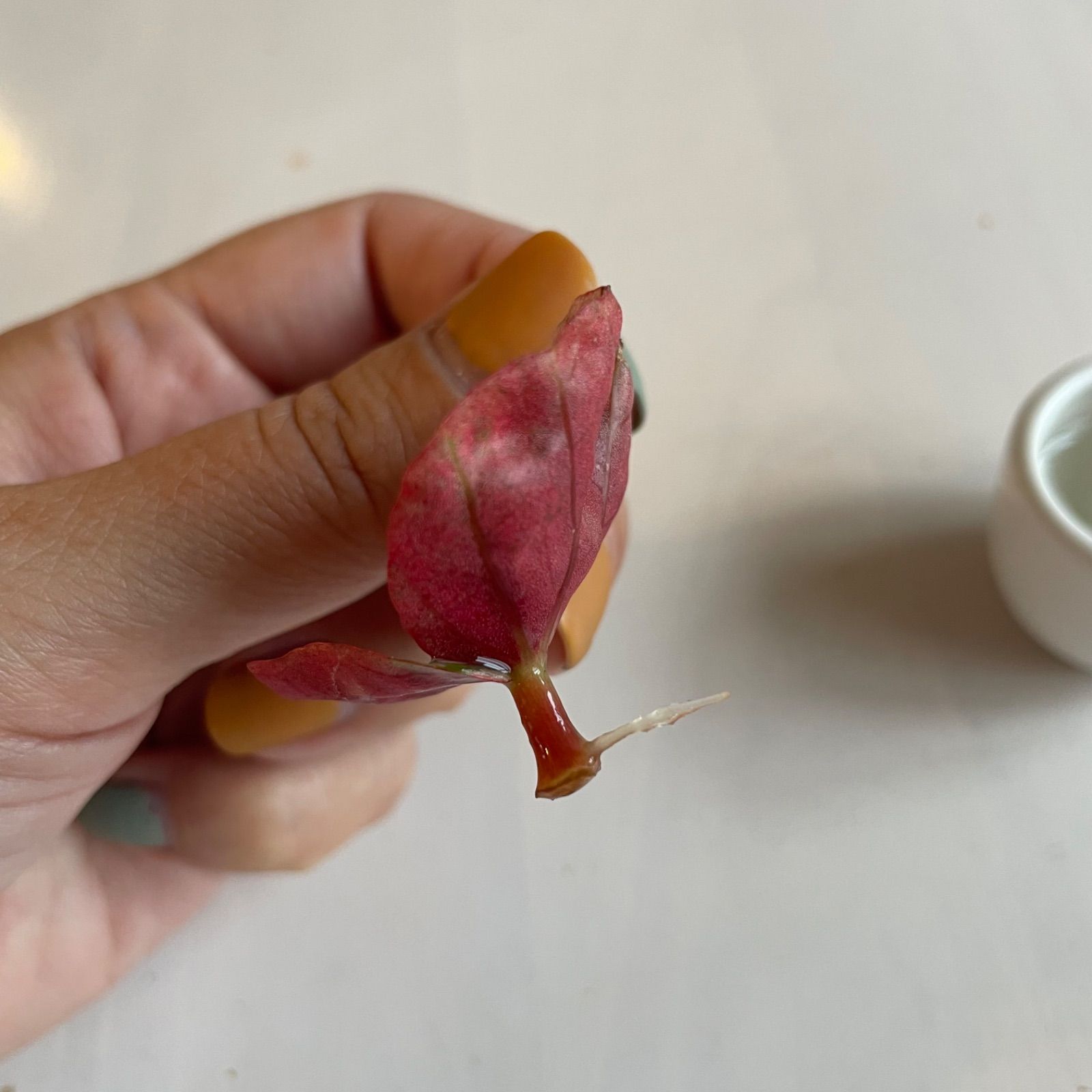 ピンク 斑入り