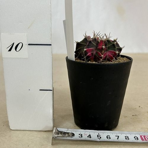 人気作家！【キムホノ】彩色鉢（栞）。個展購入品！未使用品！。 サボテン ギムノカリキウム ミハノビッチ(緋牡丹錦) 3号 個体J