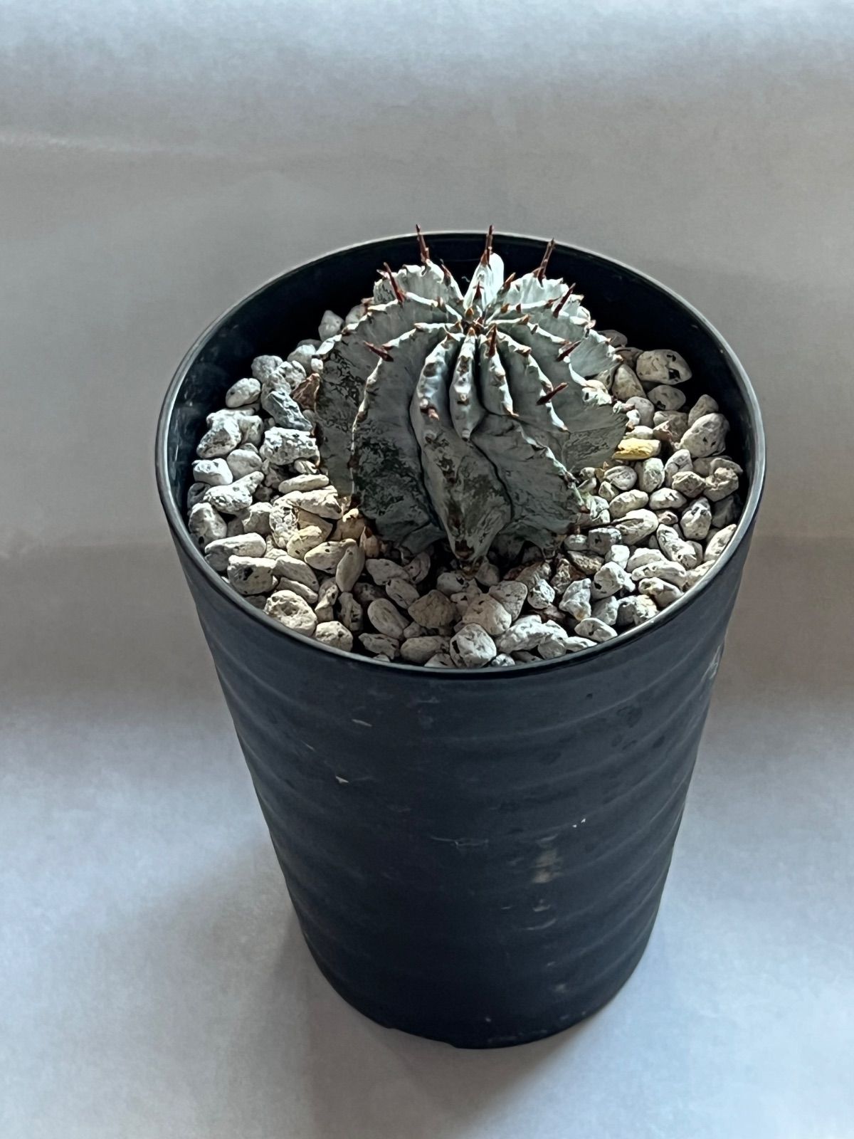 多肉植物　抜き苗　シルエット 抜き苗 シルエット ZM1574×35株 ふっくら 多肉植物 エケベリア