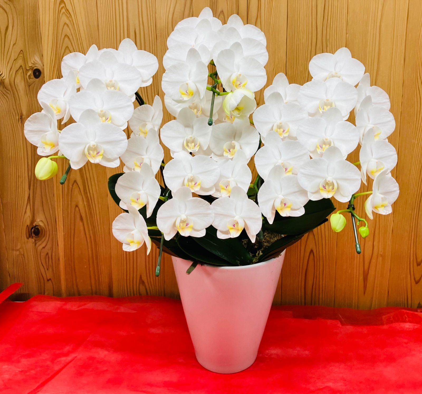 白鳥 スワン 花鉢 ガーデン オブジェ 置物 白鳥 花鉢 ガーデン