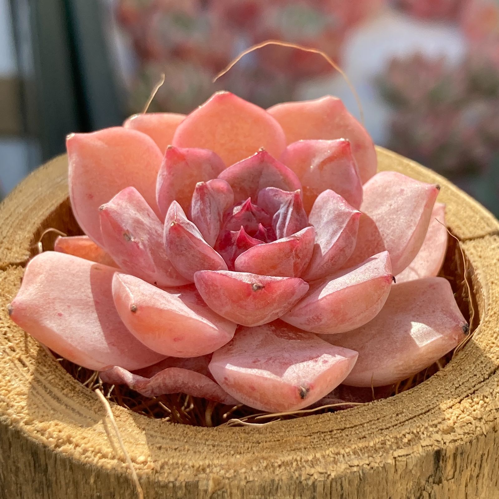 エケべリア スイートハート 多肉植物韓国苗【ポコ多肉】 - メルカリ