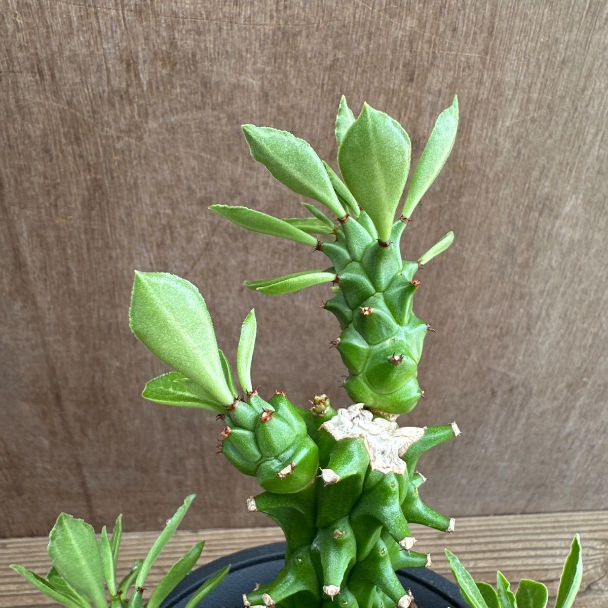 モナデニウム ① 不明種 Monadenium 現品 観葉植物 観葉 植物 珍奇植物