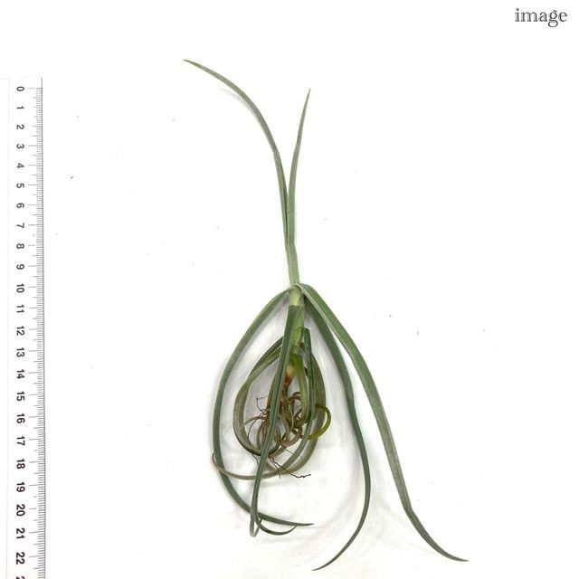 チランジア ドゥラティ SS size (エアープランツ ティランジア) - メルカリ