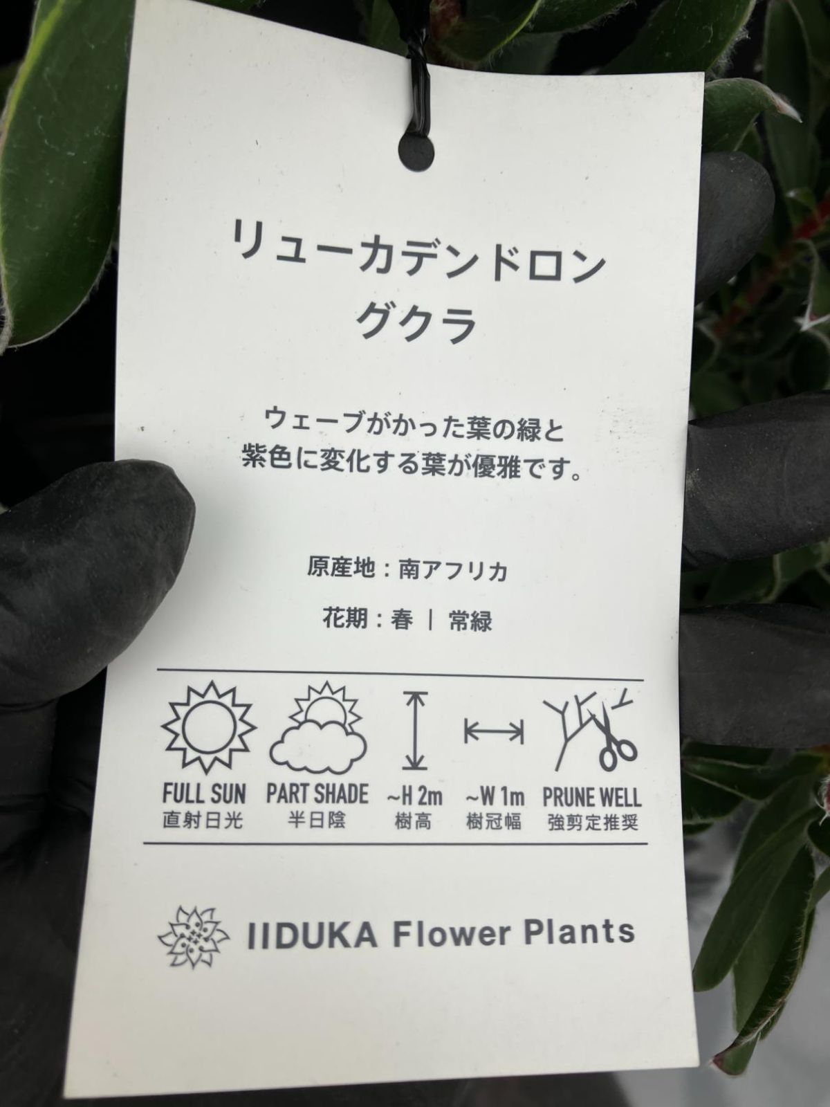 1052 リューカデンドロン グクラ 5寸 6株ケース販売 現品 同梱不可 観葉植物 Leucadendron Guaqula 沖縄と北海道対応不可 STEELWINDOWSANDDOORS_COM