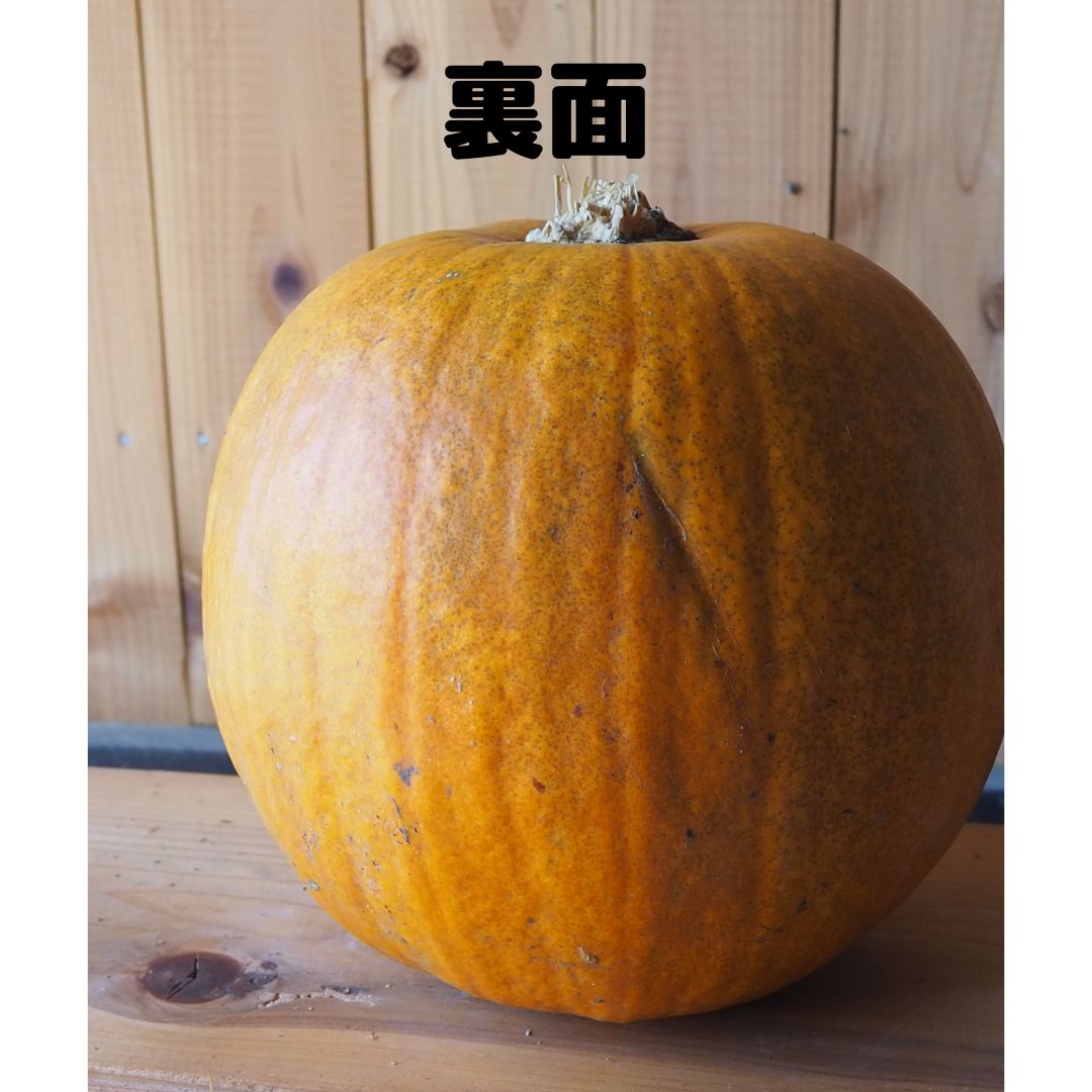 ハロウィンかぼちゃ本物・ハロウィンパンプキン【ジャック・オー