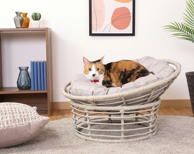小型犬 猫