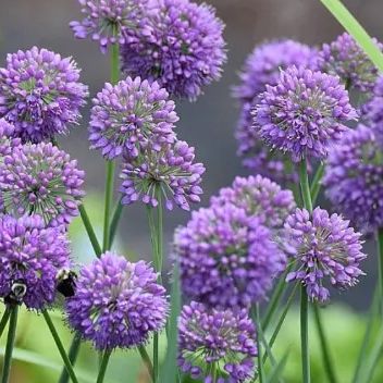 アリウム メデューサズヘア 3.5号 宿根草 多年草 庭植え ガーデニング