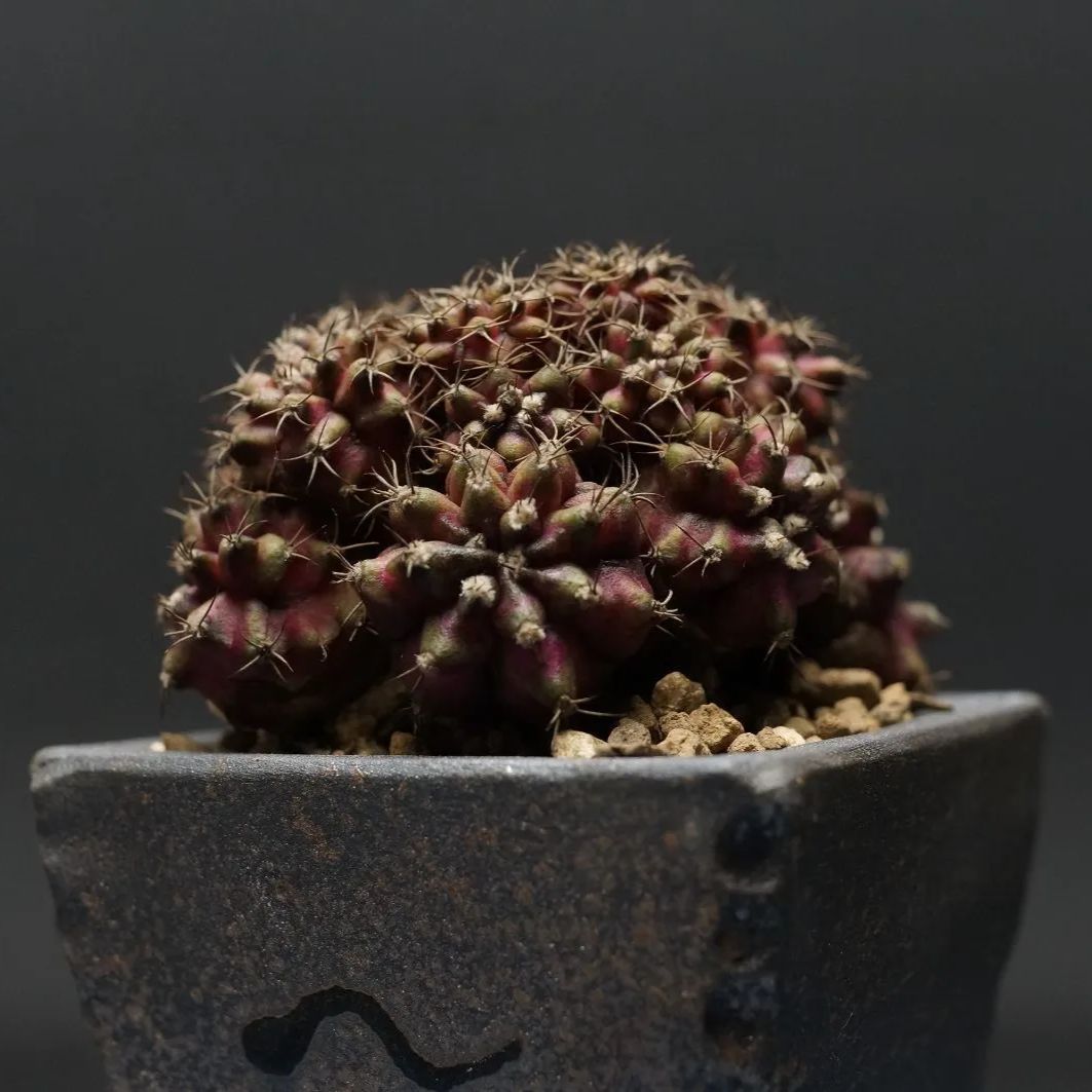 T-REX 管理2196