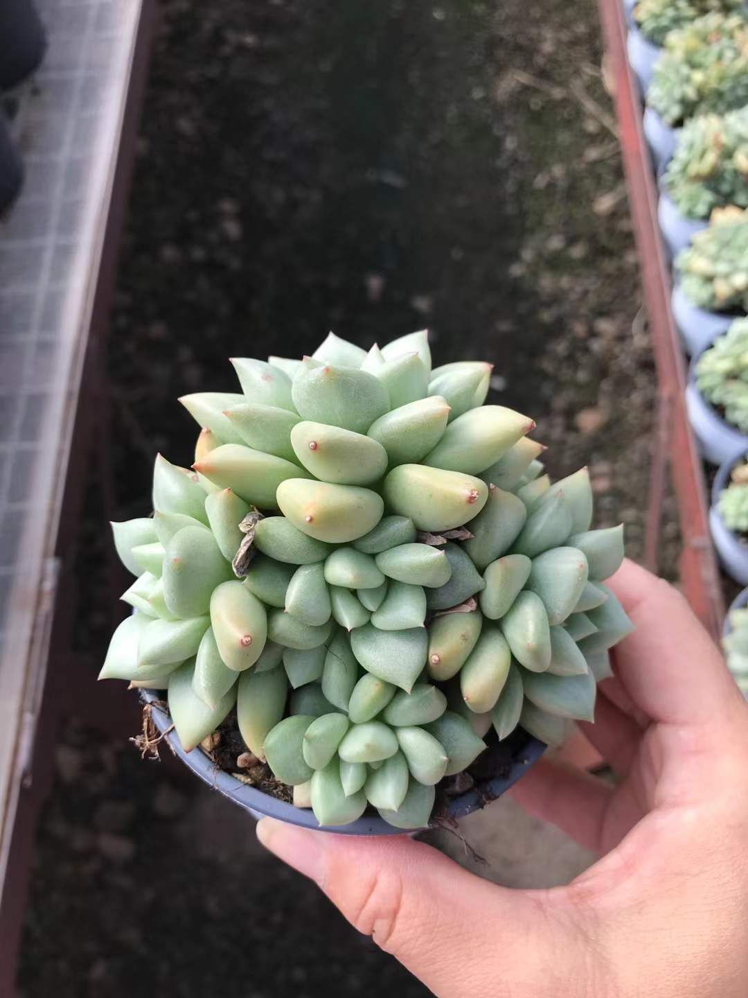 SKL1219×36 ゾウゲマルチ 抜き苗 多肉植物 アエオニウム エケベリア 韓国苗 STEELWINDOWSANDDOORS_COM