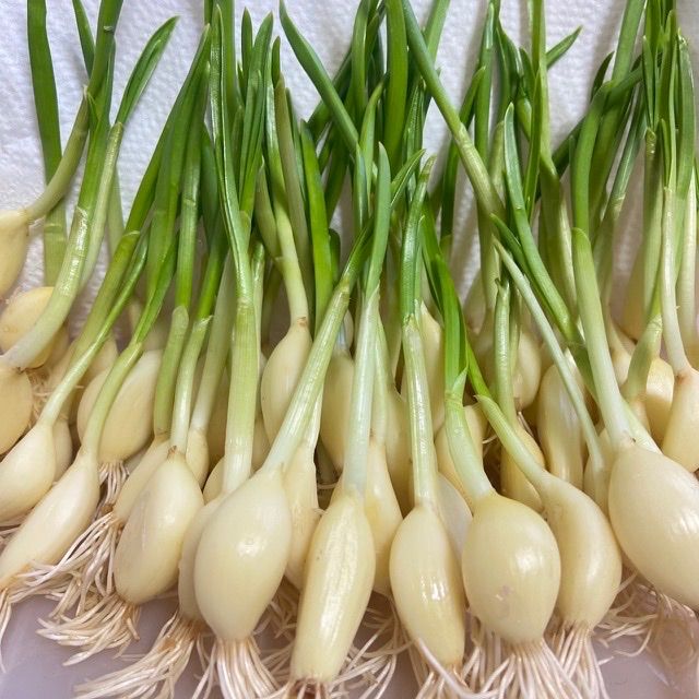 30 高知県産 にんにくスプラウト 即購入OK