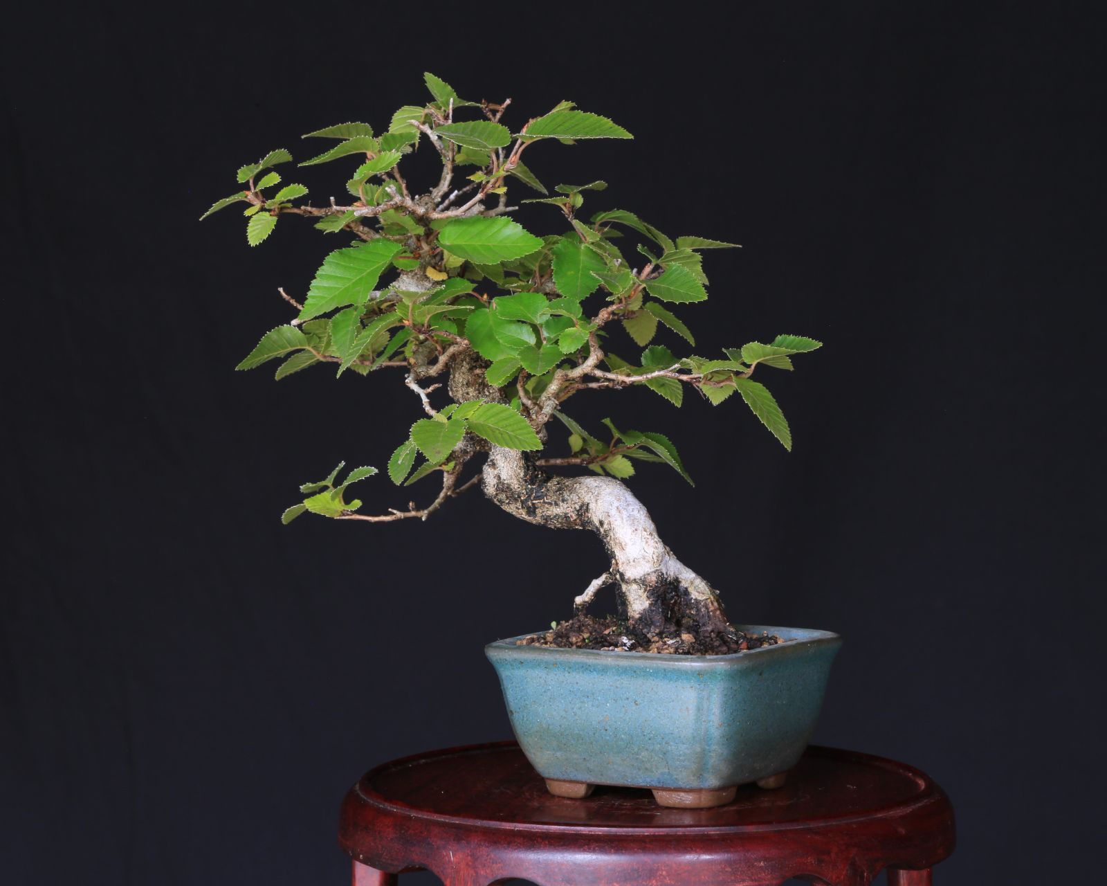 【激安】 イワシデ 岩四手 小品盆栽 泰寿園 Online いわしで 現品 雑木 真柏 松柏 松 室内 鑑賞 趣味 卓上盆栽 盆栽鉢 グリーン 和 ギフト プレゼント ミニ盆栽 誕生日 母の日 父の日 敬老の日 記念日 お祝い 優良葉性 インテリア 2 格安通販サイト。