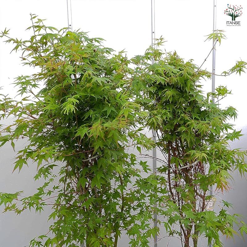 育てやすい 品種で選べる花木苗