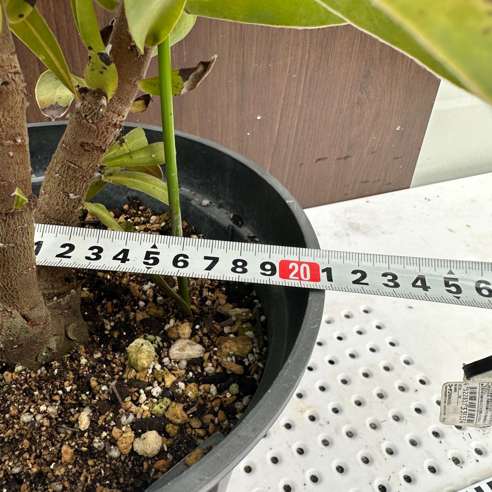 オージープランツ 品種