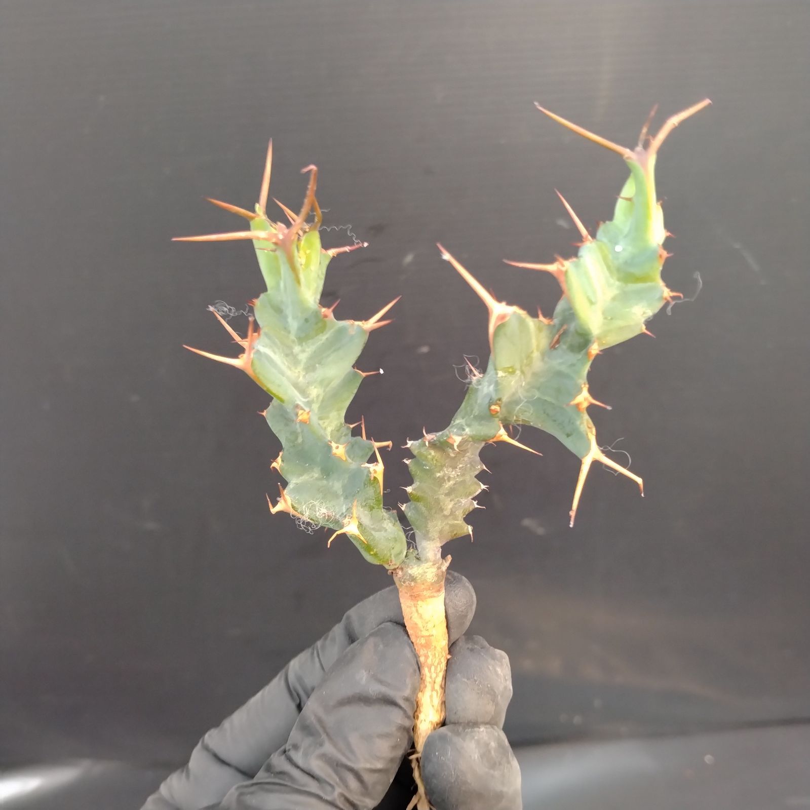 I340【最新到着】Euphorbia トルチラマ（抜き苗）【塊根植物