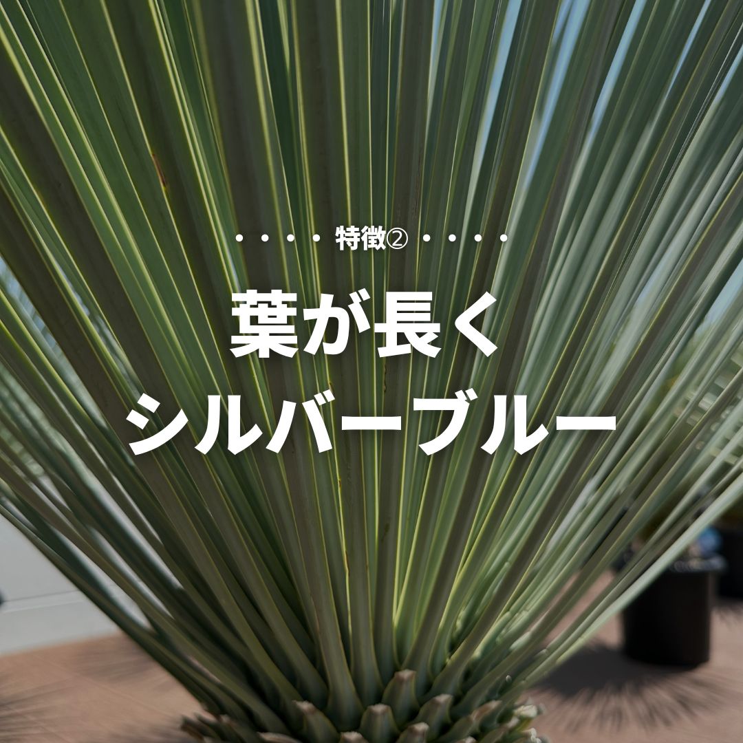 現品/発根済】ユッカ ロストラータ『ブルーサンダー』 