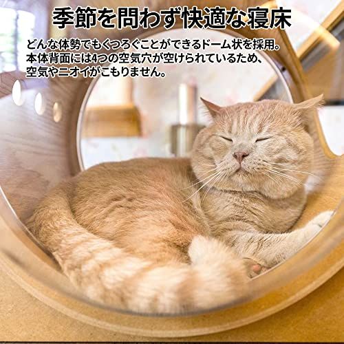 キャットハウス 猫