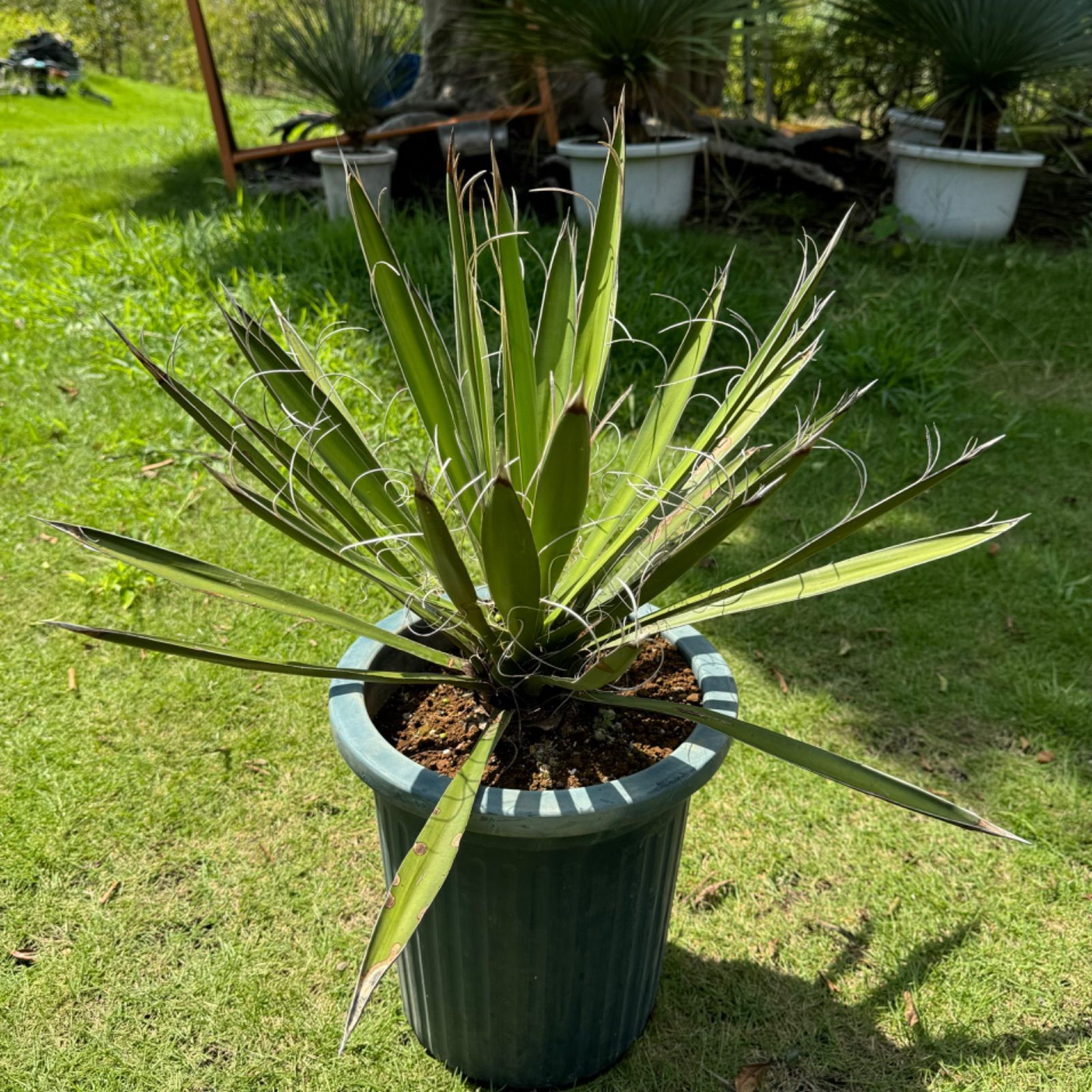 国内生産株】ユッカ・カルネロサーナ - メルカリ