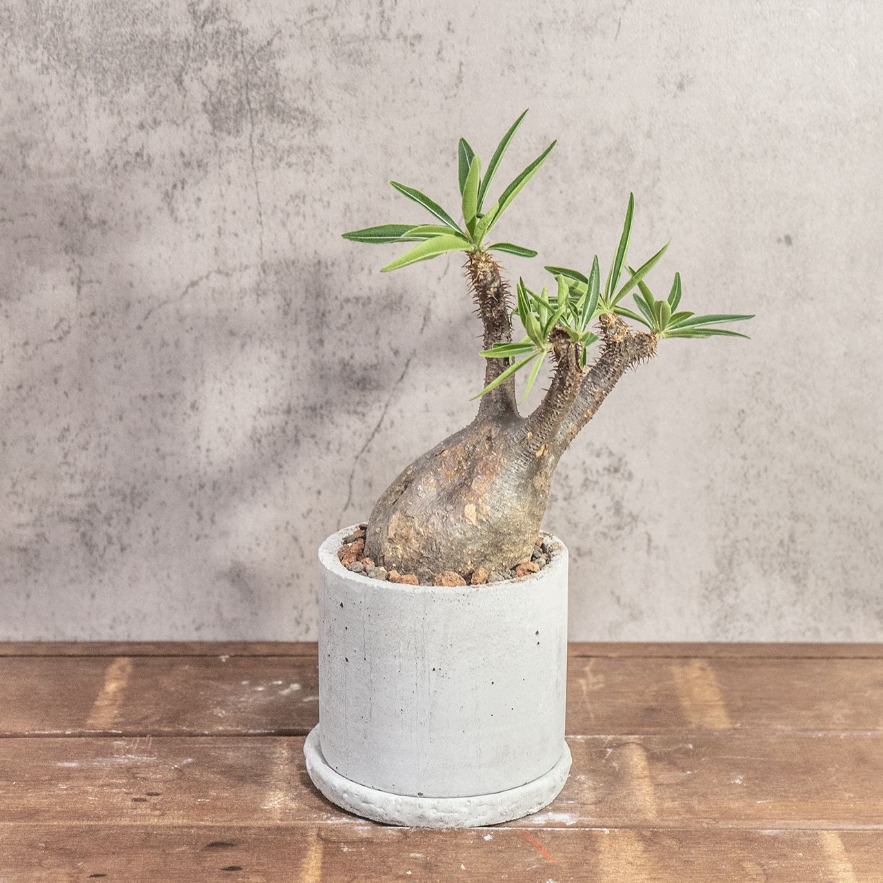 パキポディウム グラキリス｜ゴツゴツ質感が魅力の荒肌株