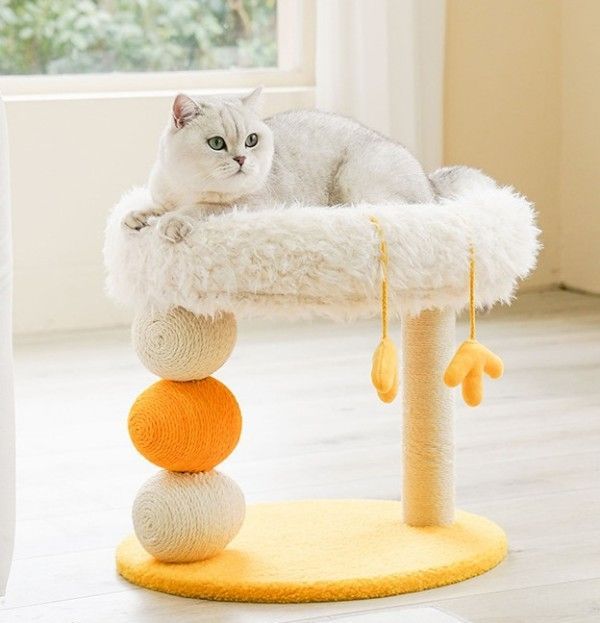 ✿ 猫