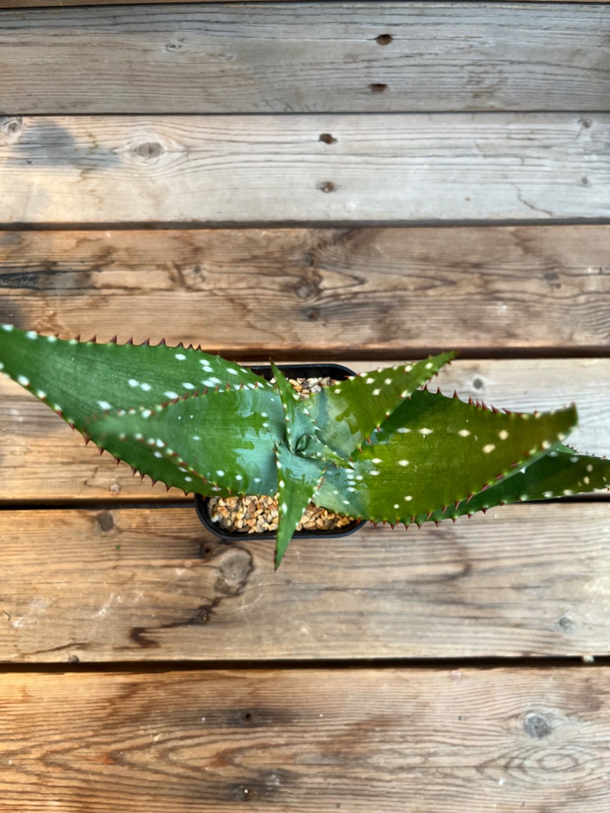 アロエ ミクロスティグマ - メルカリ