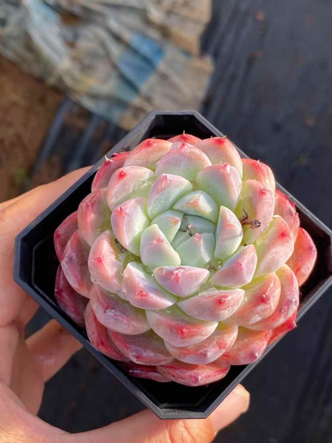 抜き苗 スターオレンジ QS1021×40株 ふっくら 多肉植物 エケベリア