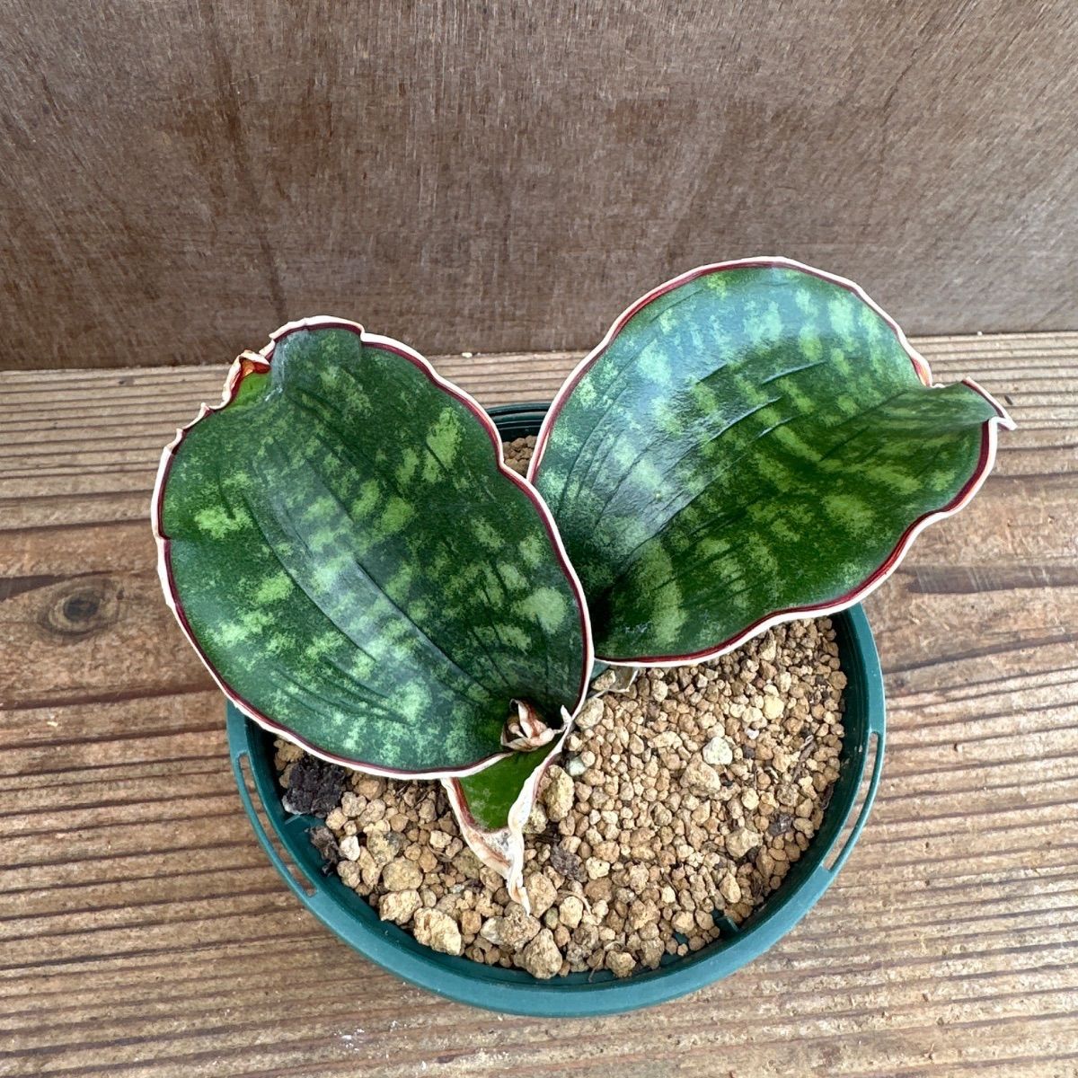 サンセベリア ドラゴンウィング 現品 Sansevieria dragon wing